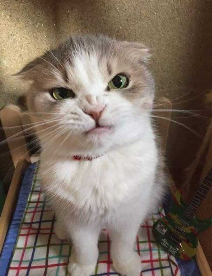 Angry Cat Meme - IdleMeme