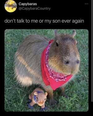 Capybara Meme