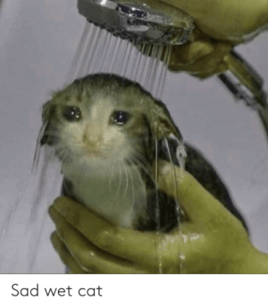 Wet Cat Meme