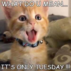 Its Tuesday Meme