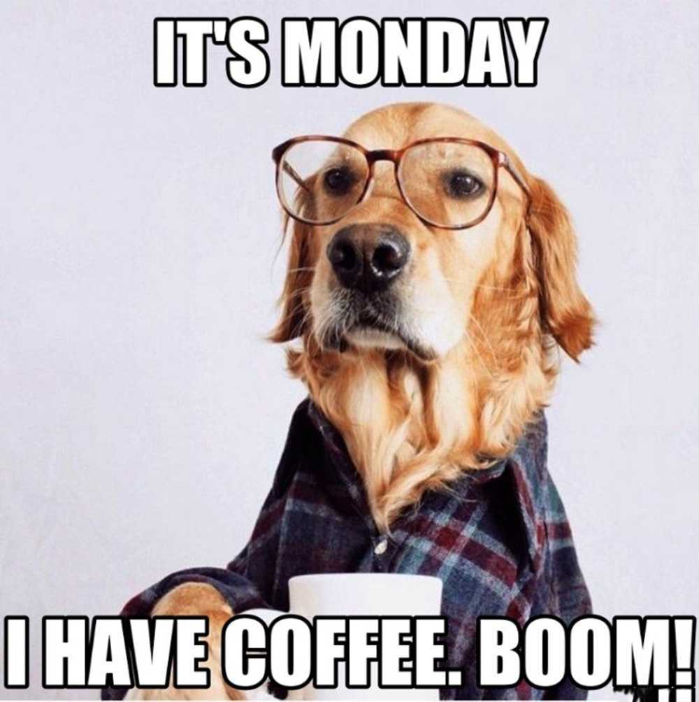 Monday Funny Dog Memes For Work