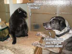 Snitches Get Stitches Meme