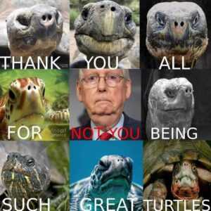 Turtle Meme Face