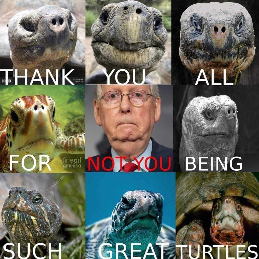 Turtle Meme Face - IdleMeme
