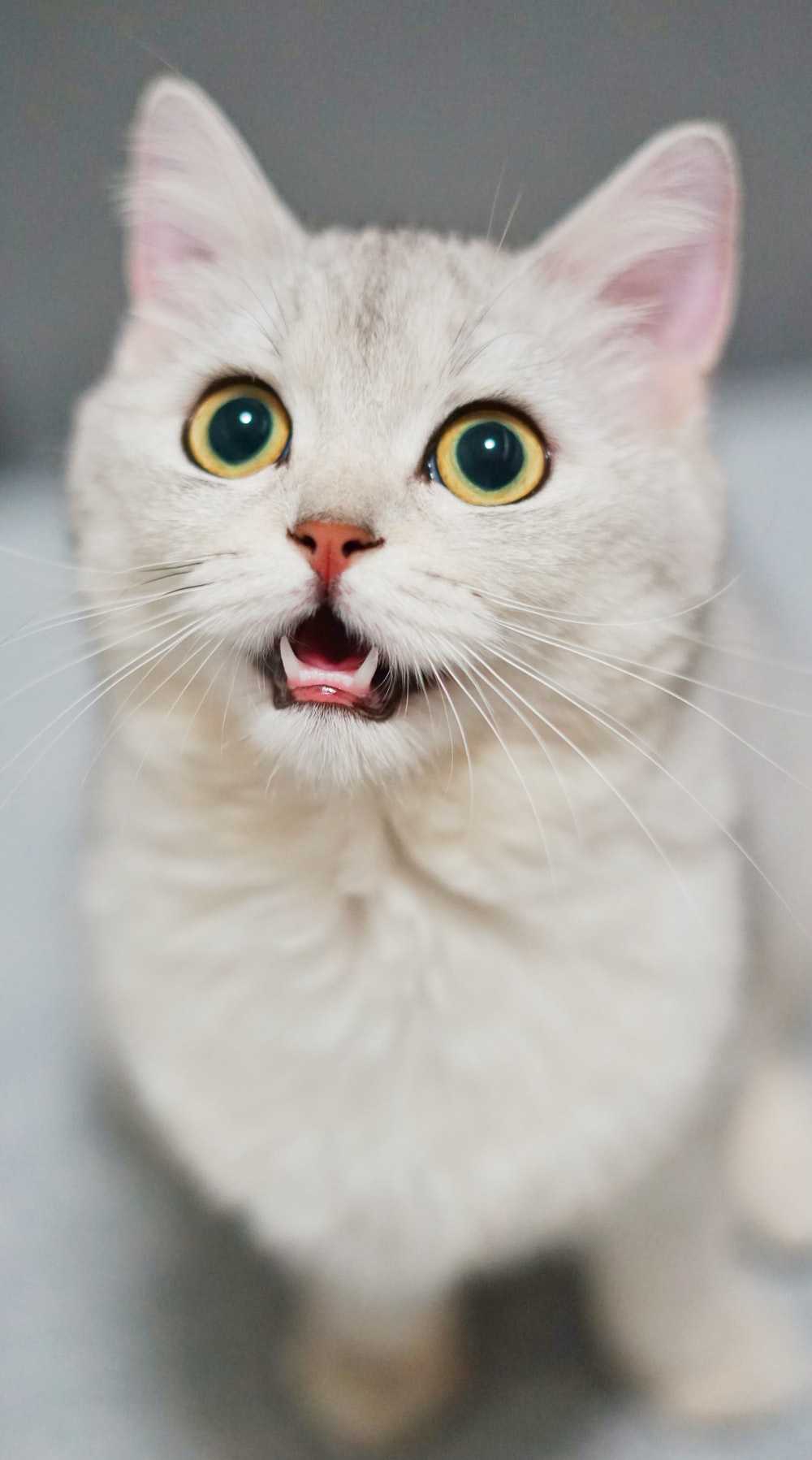 Beluga Cat Meme Discover more interesting Animal, Beluga Cat, Cat, Cute Cat  memes.