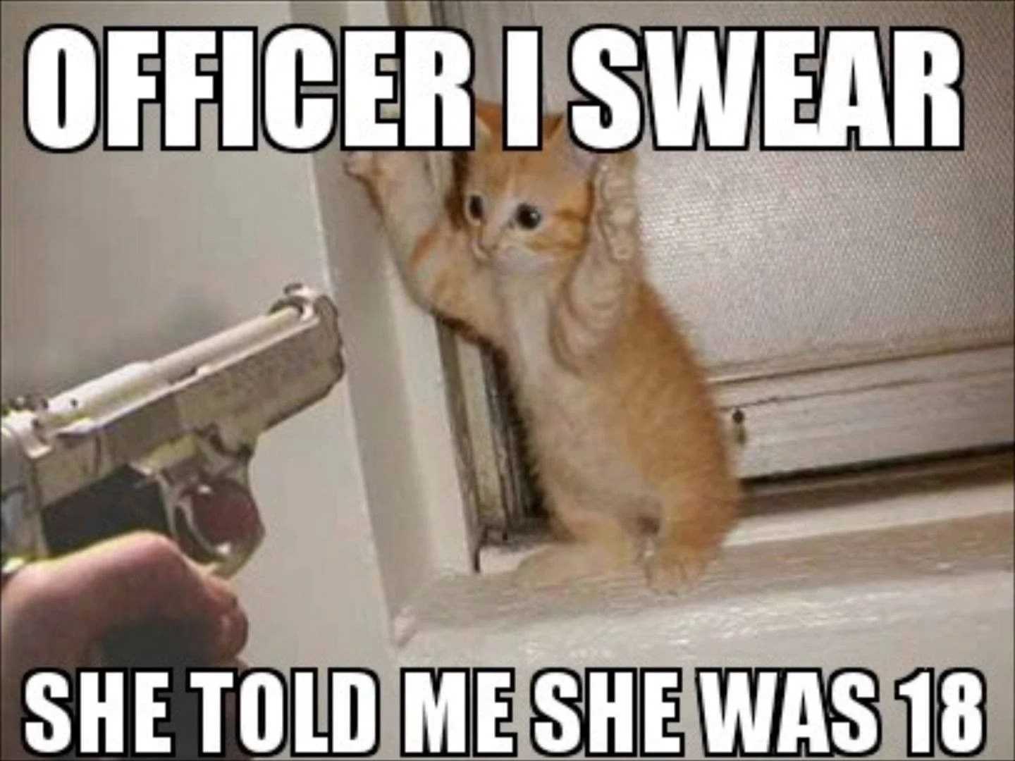 Beluga Cat Meme - IdleMeme  Cat memes, Cats, Cute cat memes