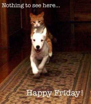 Happy Friday Cat Meme