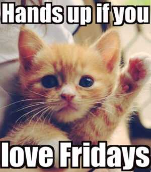 Happy Friday Cat Meme