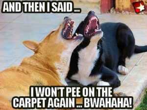 Dog Laughing Meme