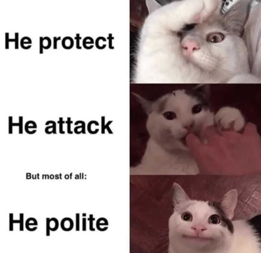 Ollie the polite cat