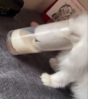 Cat With Milk On Face Meme