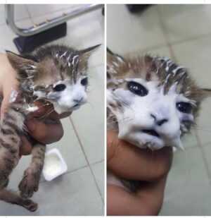 Cat With Milk On Face Meme