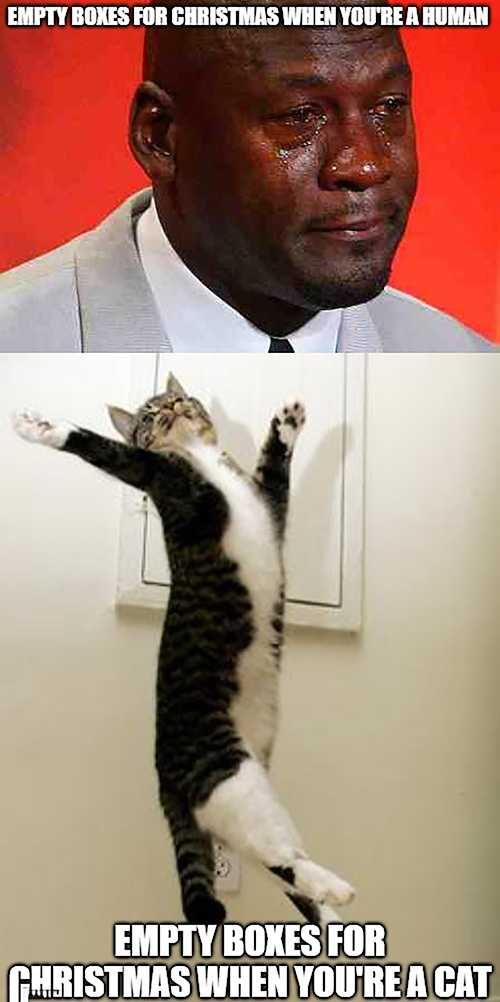 Beluga Cat Meme - IdleMeme  Cat memes, Cats, Cute cat memes
