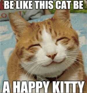 Happy Cat Meme