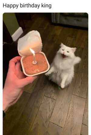 Happy Cat Meme