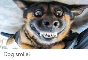 Dog Smiling Meme