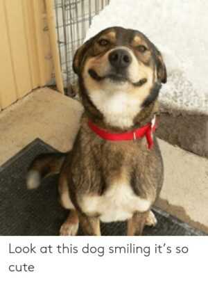 Dog Smiling Meme - IdleMeme