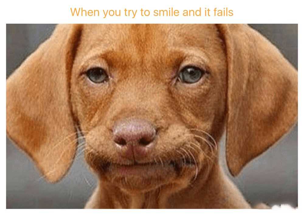 Dog Smiling Meme - IdleMeme