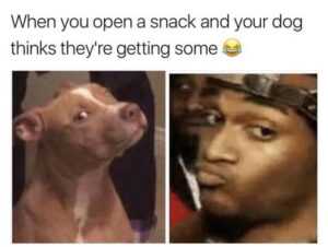 Suspicious Dog Meme