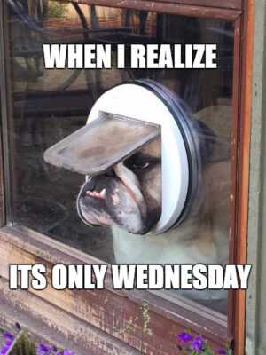 Wednesday Meme