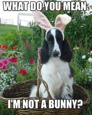 Easter Memes