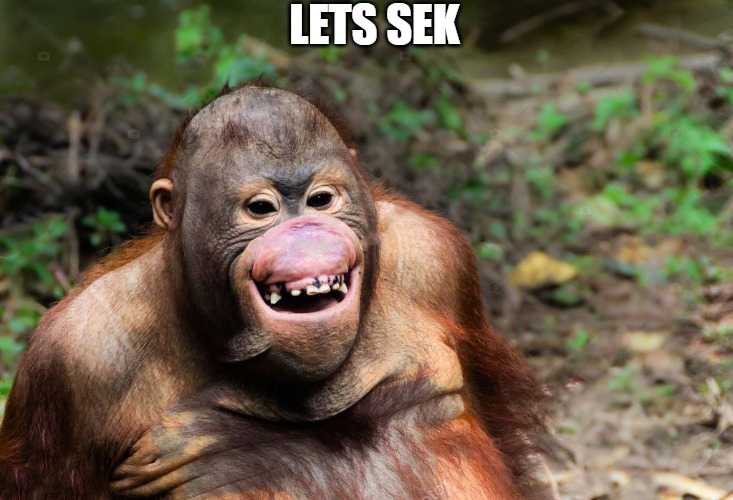 orangutan-meme-idlememe