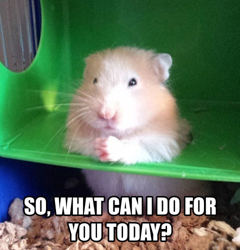 Hamster Meme - IdleMeme