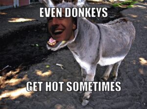 Donkey Meme
