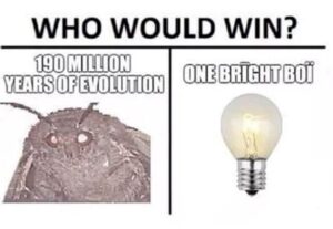 Moth Lamp Meme
