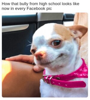Chihuahua Smiling Meme