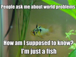 Fish Meme