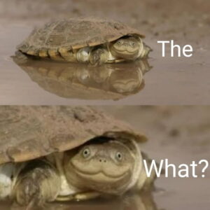 Turtle Meme