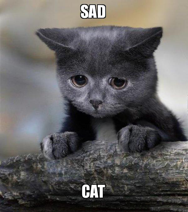 Sad Cat Meme Idlememe