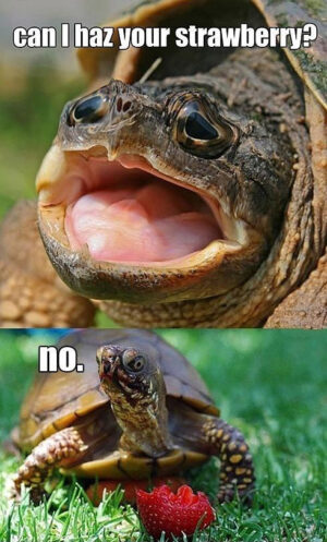 Turtle Meme