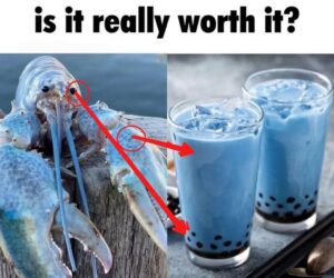 Blue Lobster Meme