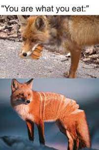 Fox Meme