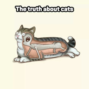 Alien Cat Meme
