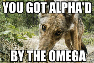 Alpha Wolf Meme