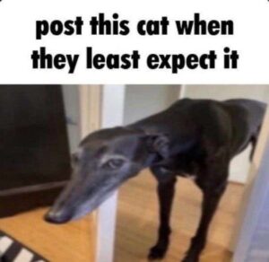 Long Nose Dog Meme